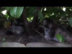 ビッグ・キャット・サンクチュアリのシヴァ、トゥーラとアドゥヴァの動画