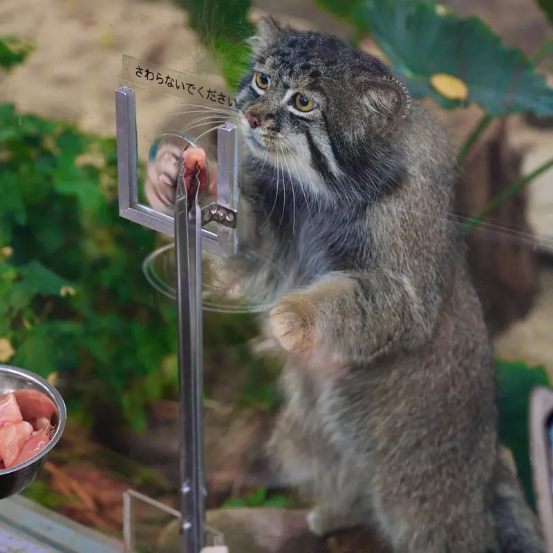 神戸どうぶつ王国のナルの写真