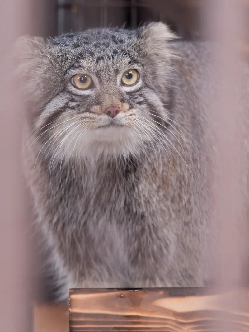野毛山動物園のフィーガの写真