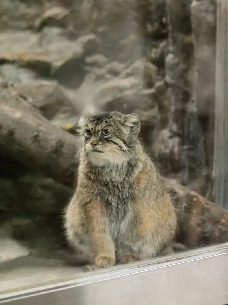 恩賜上野動物園のプリームラの写真