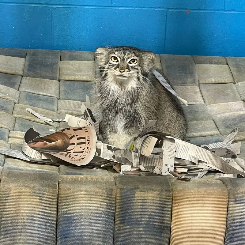 ニアビ動物園のイーヴィーの写真