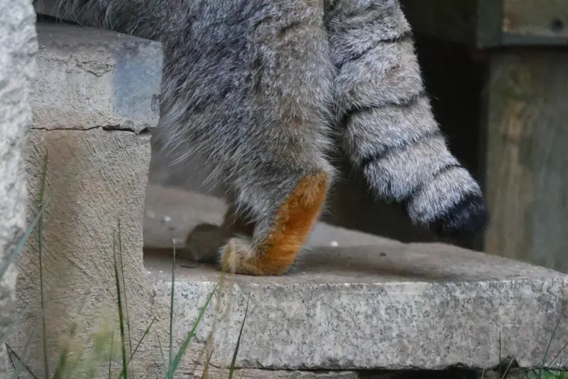 モスクワ動物園のティモフェイの写真