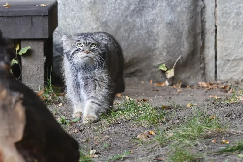 モスクワ動物園のティモフェイの写真