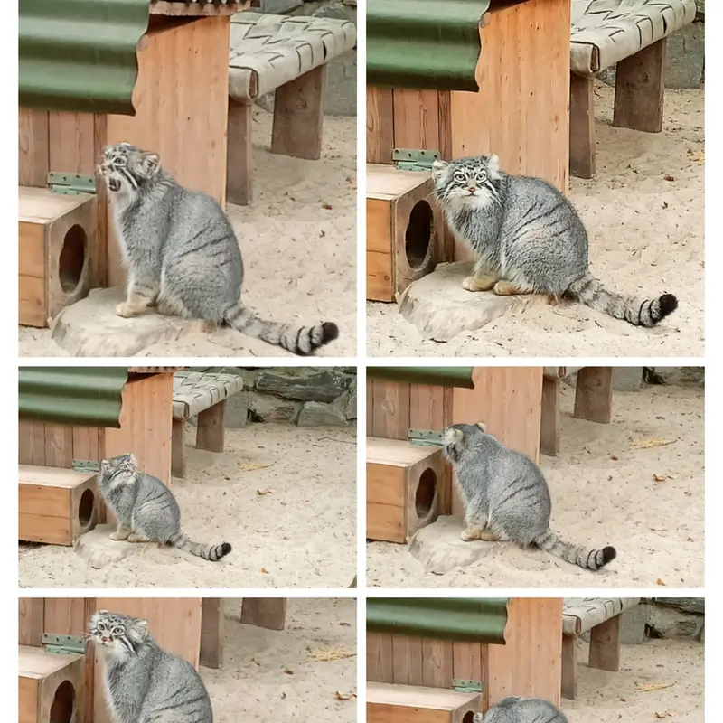 ノヴォシビルスク動物園のアーニャの写真