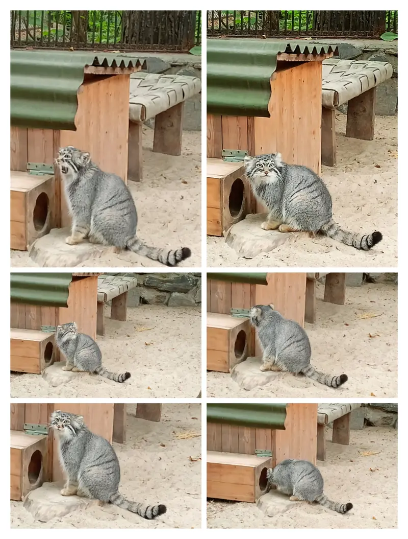 ノヴォシビルスク動物園のアーニャの写真