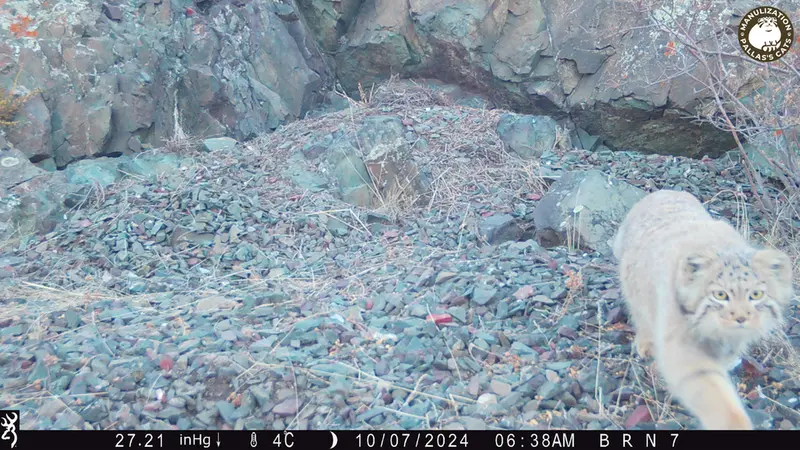 エギズカラ［新］カメラトラップで撮影したOtocolobus manul manulの写真
