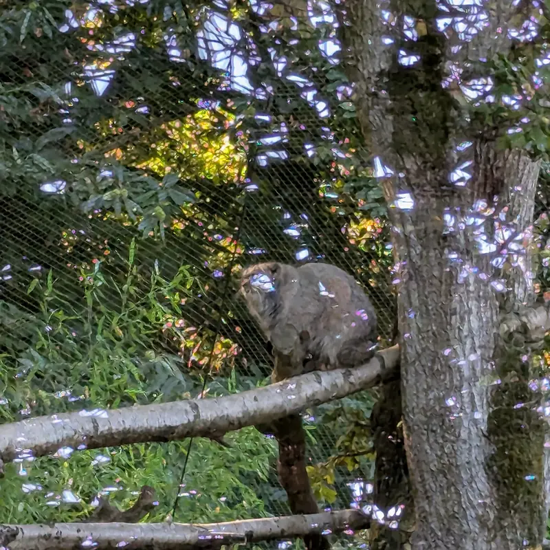 トレゴムール動物園のイウォークの写真