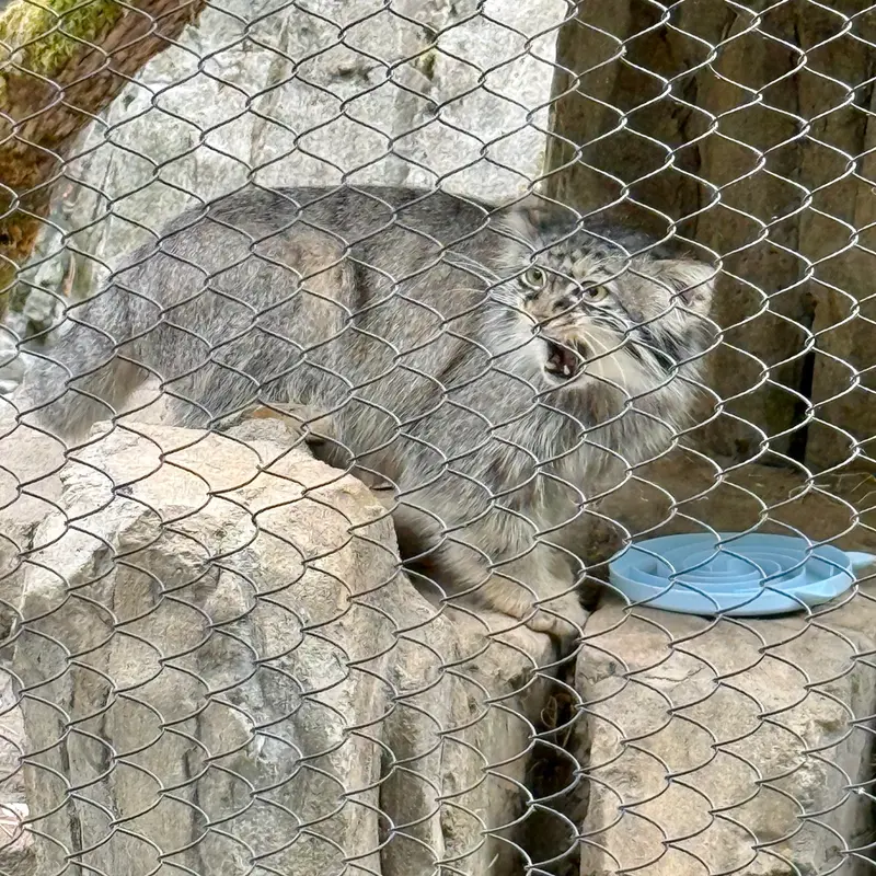 ウッドランド・パーク動物園のグースの写真