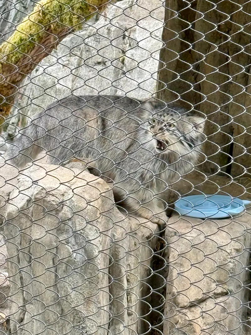 ウッドランド・パーク動物園のグースの写真