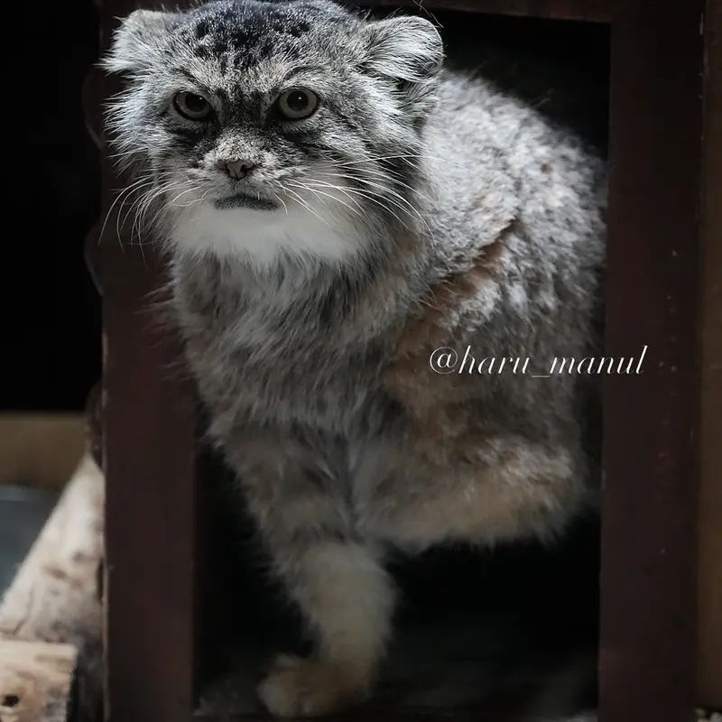 恩賜上野動物園のプリームラの写真