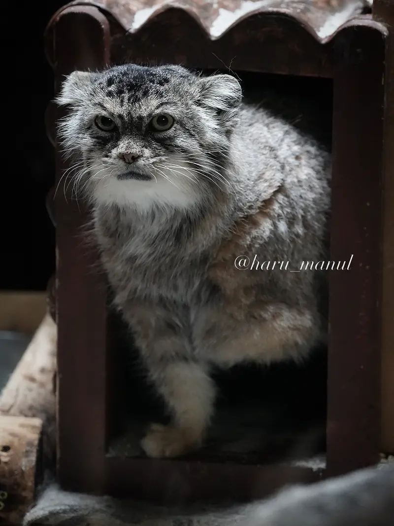 恩賜上野動物園のプリームラの写真