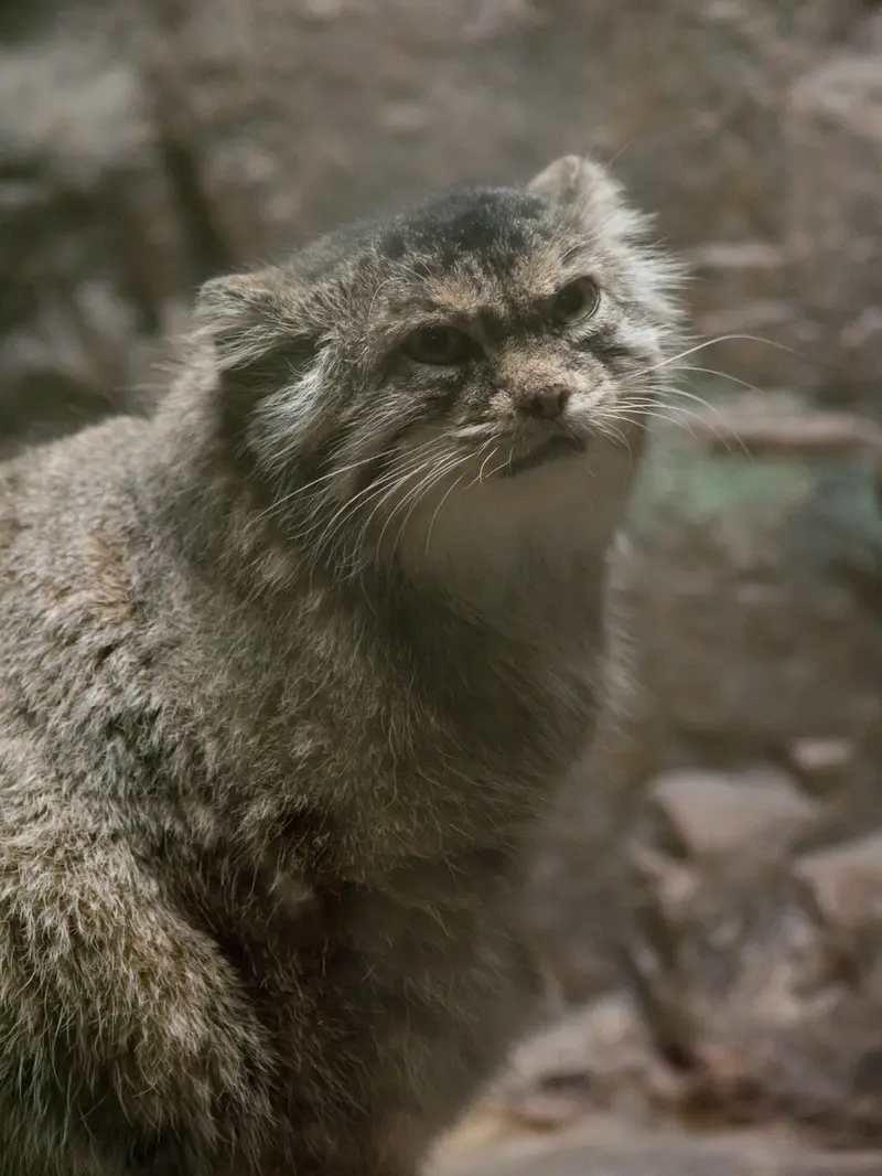 恩賜上野動物園のプリームラの写真