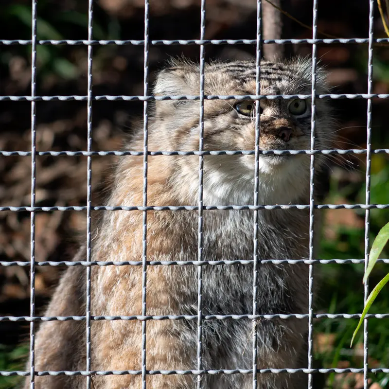 リトアニア動物園のメリッサの写真