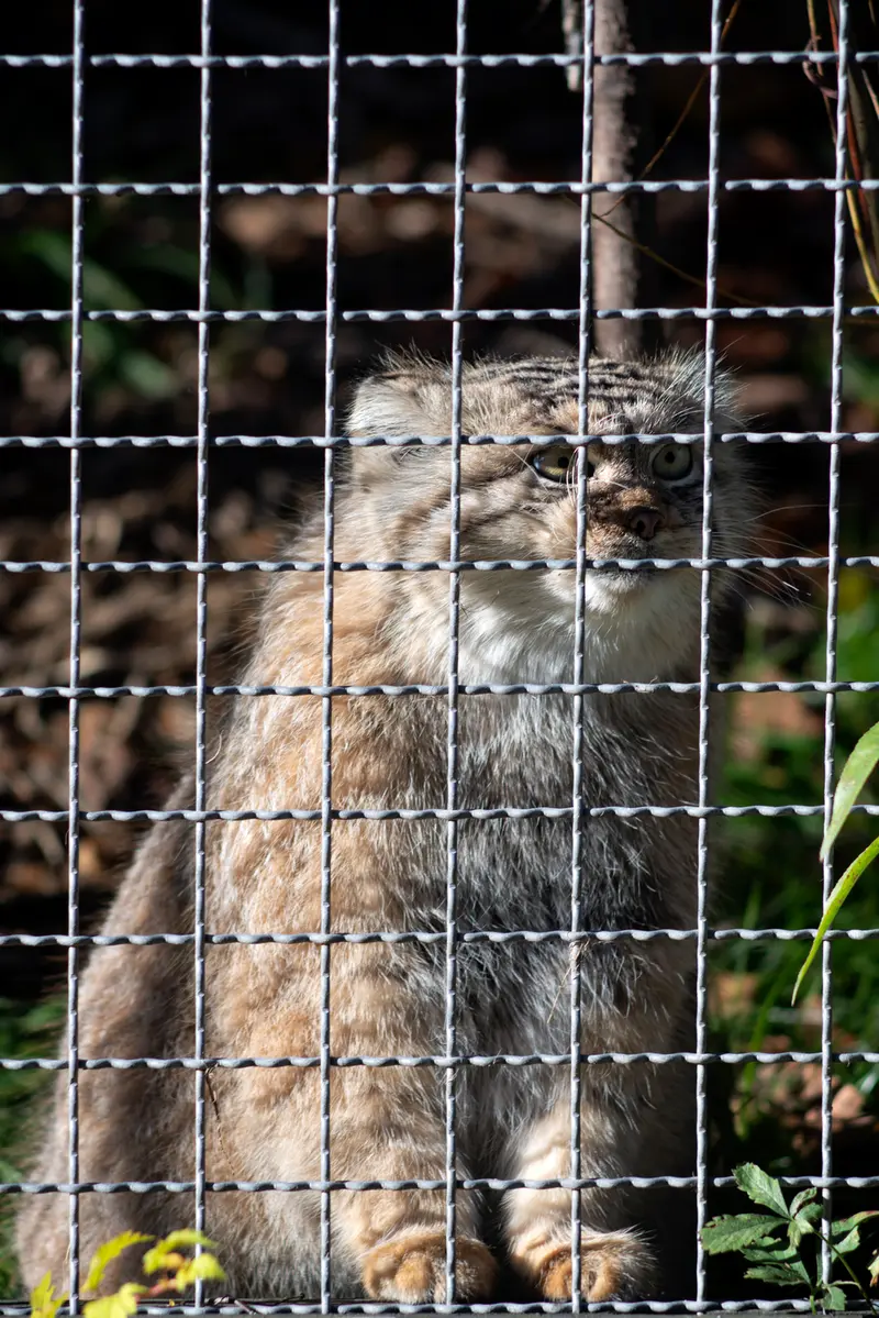 リトアニア動物園のメリッサの写真
