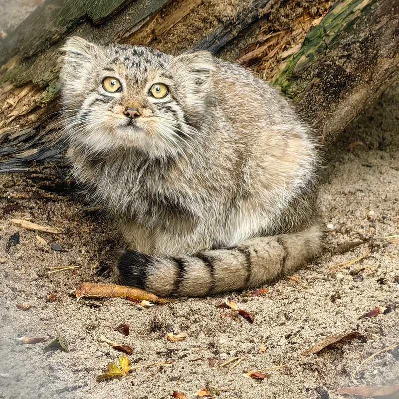 ノヴォシビルスク動物園のベレリの写真