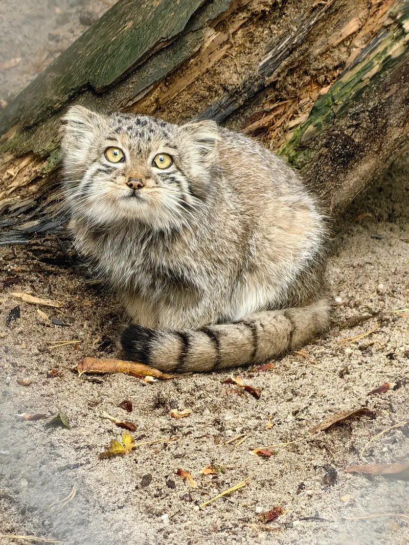 ノヴォシビルスク動物園のベレリの写真