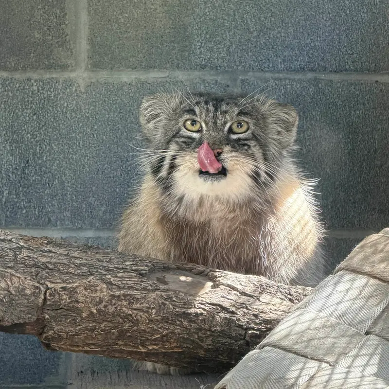 プエブロ動物園のタイ・チーの写真