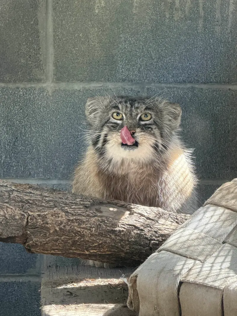 プエブロ動物園のタイ・チーの写真