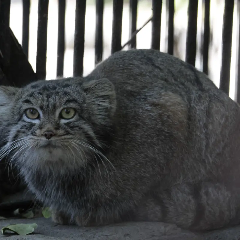 ノヴォシビルスク動物園のカトゥンの写真