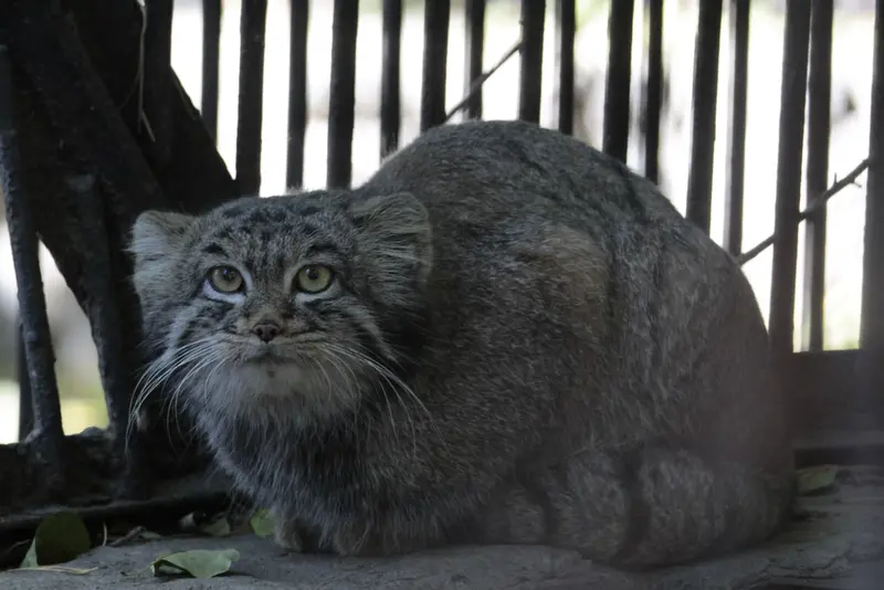 ノヴォシビルスク動物園のカトゥンの写真