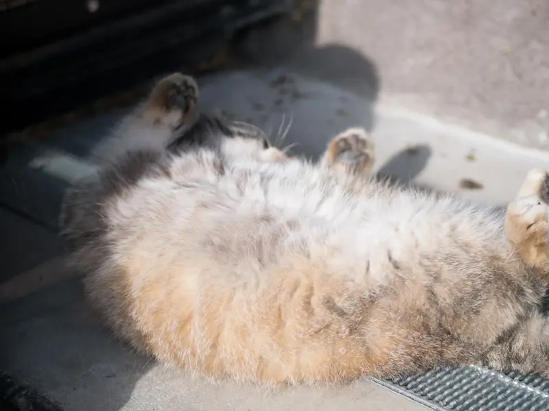 旭山動物園のグルーシャの写真