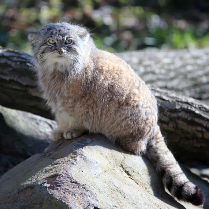オストラヴァ動物園のモイラの写真