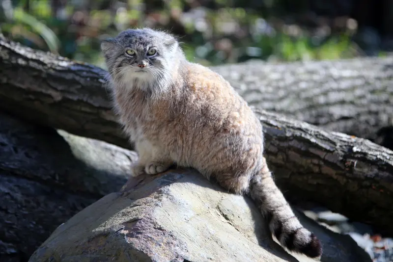 オストラヴァ動物園のモイラの写真