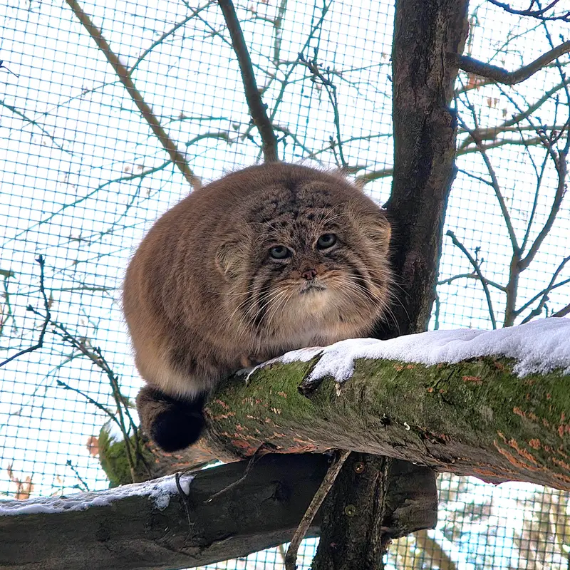 ブルノ動物園のムズタウの写真
