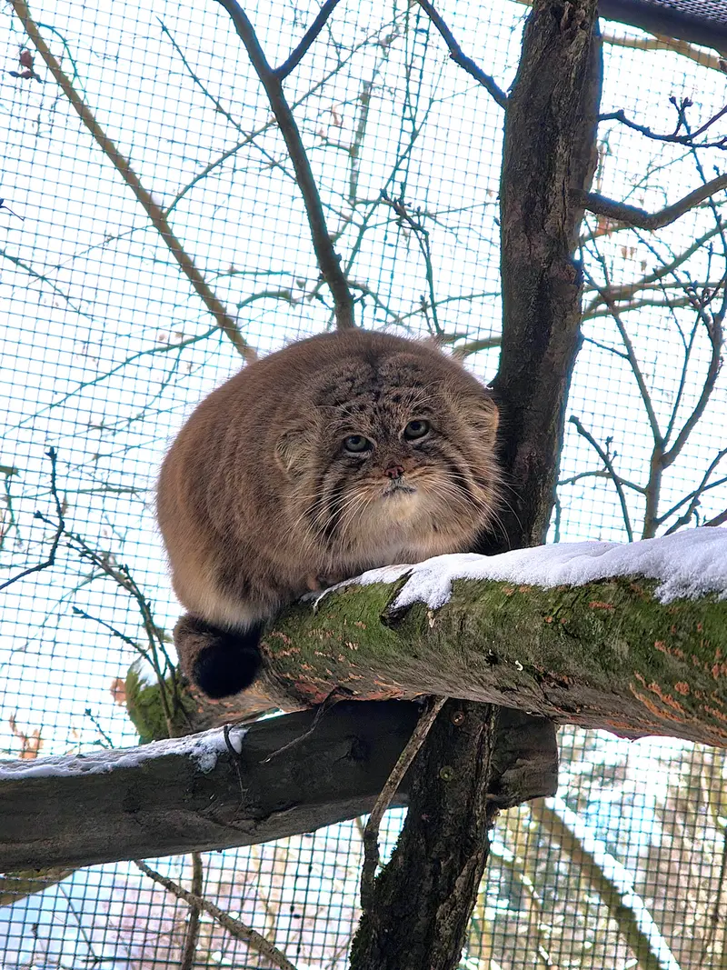 ブルノ動物園のムズタウの写真