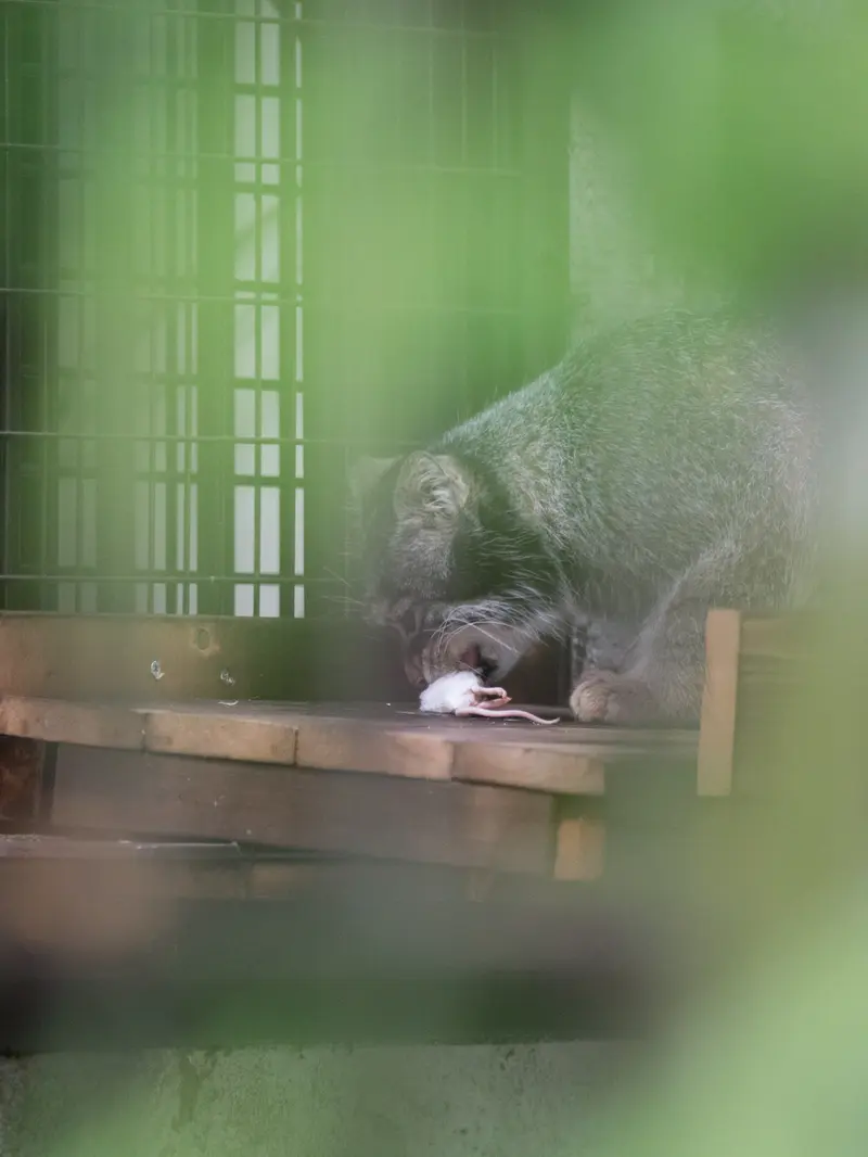 野毛山動物園のフィーガの写真