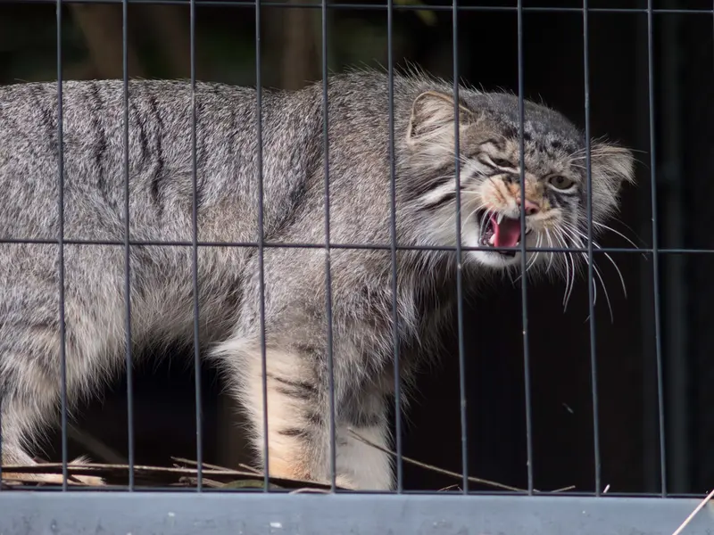 旭山動物園のヒデの写真