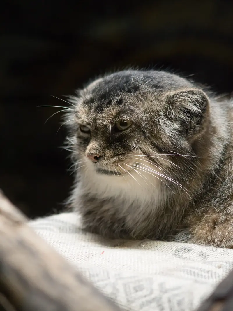 恩賜上野動物園のプリームラの写真