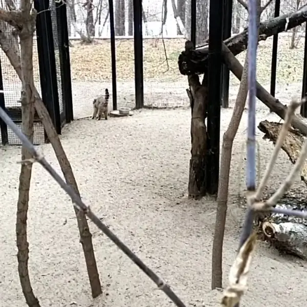 ノヴォシビルスク動物園のマヌルネコの写真