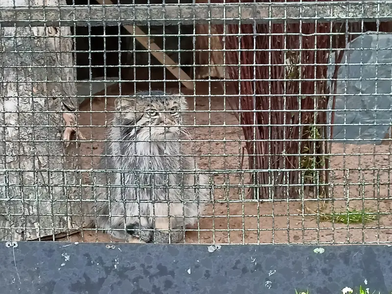 マヌルネコの写真