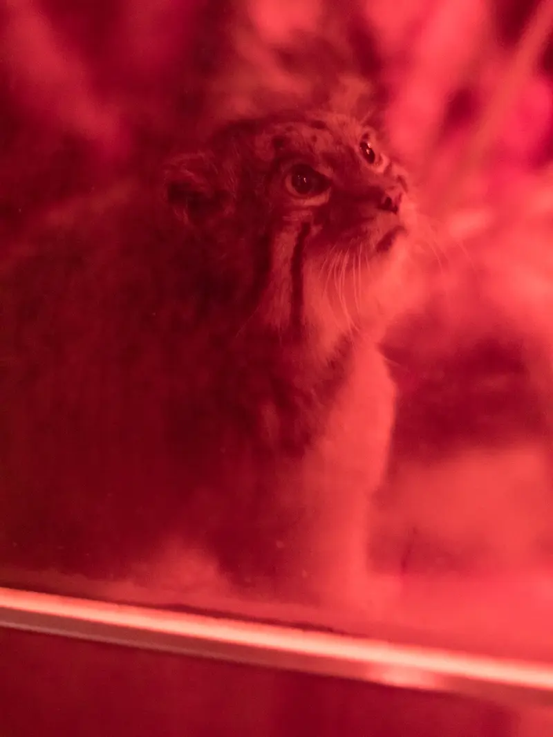 恩賜上野動物園のナイマの写真