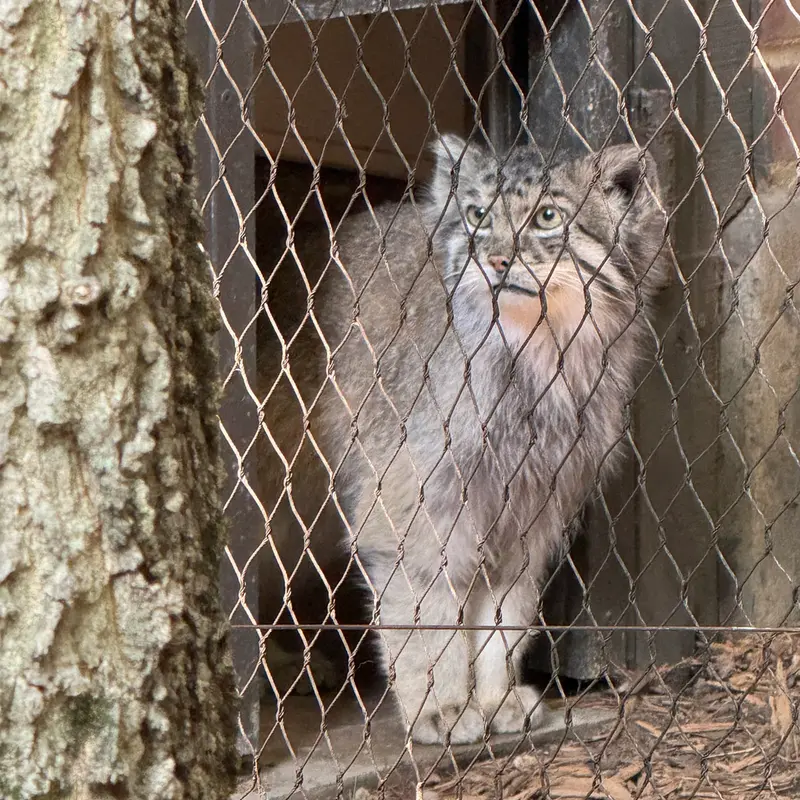 プロスペクト・パーク動物園のバトゥの写真