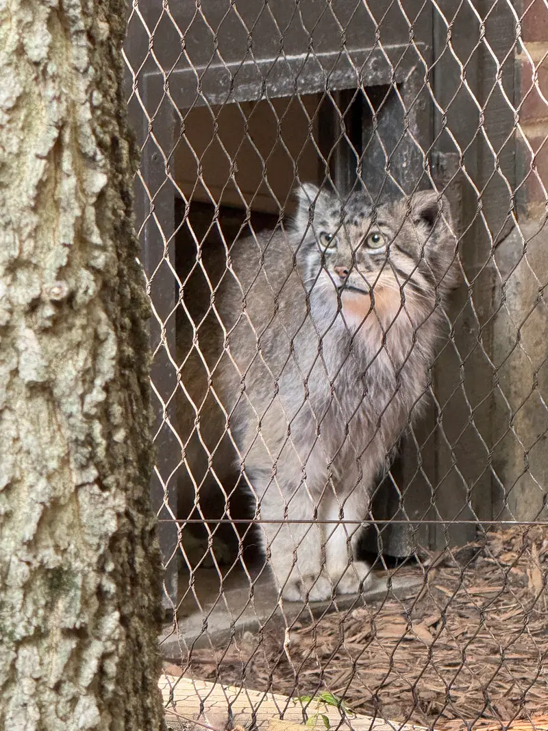 プロスペクト・パーク動物園のバトゥの写真