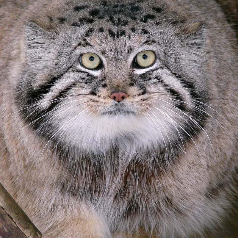 リガ動物園のハーストの写真