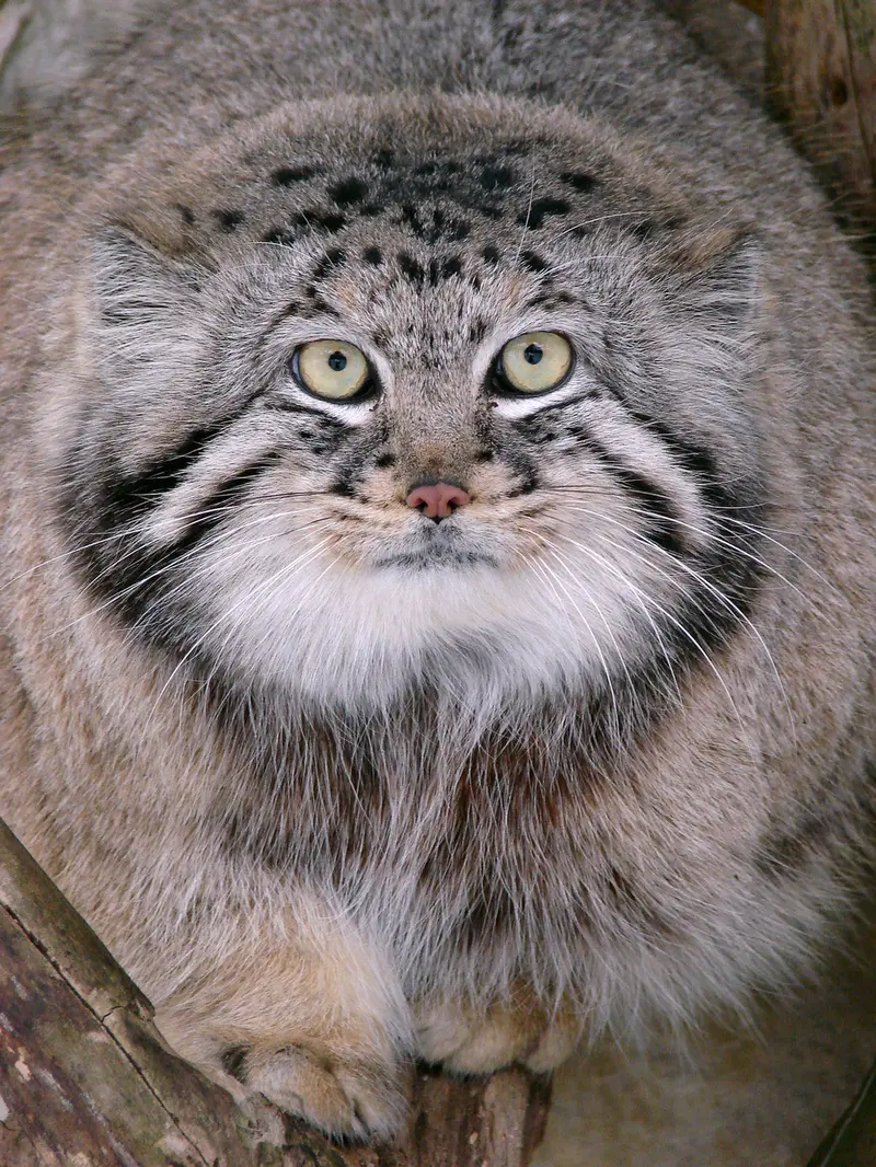 リガ動物園のハーストの写真