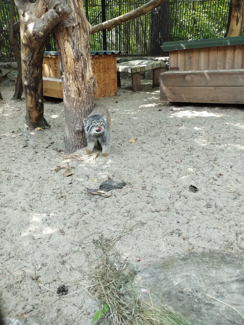 ノヴォシビルスク動物園のマヌルネコの写真