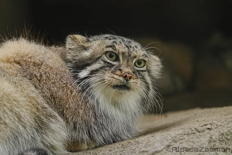 神戸どうぶつ王国のアズの写真