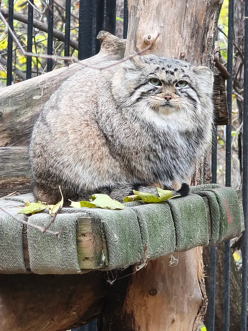 ノヴォシビルスク動物園のアーニャの写真