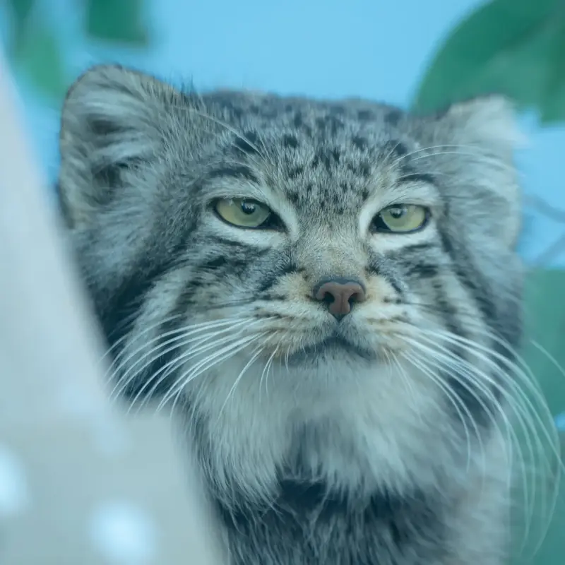 青海チベット高原野生動物園のスン・サンランの写真