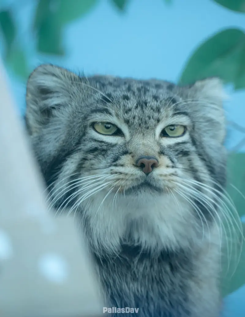 青海チベット高原野生動物園のスン・サンランの写真