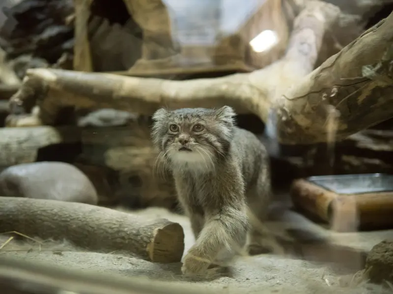 恩賜上野動物園のクリョンの写真