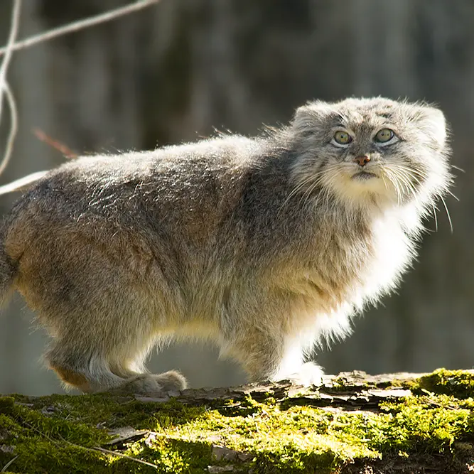 パルケン動物園のベニーの写真