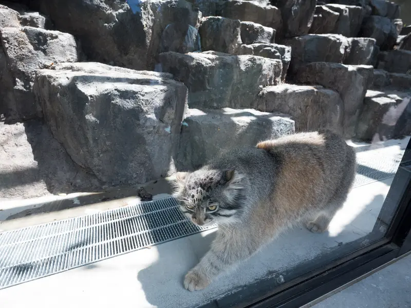 旭山動物園のグルーシャの写真