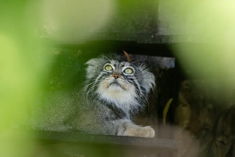 モスクワ動物園のティモフェイの写真