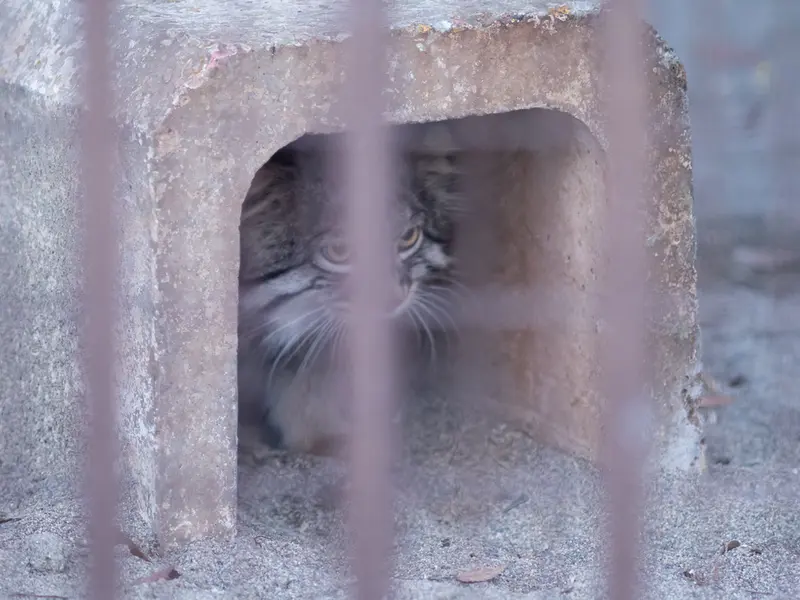 野毛山動物園のフィーガの写真