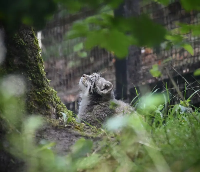 グダニスク動物園のマヌルネコの写真